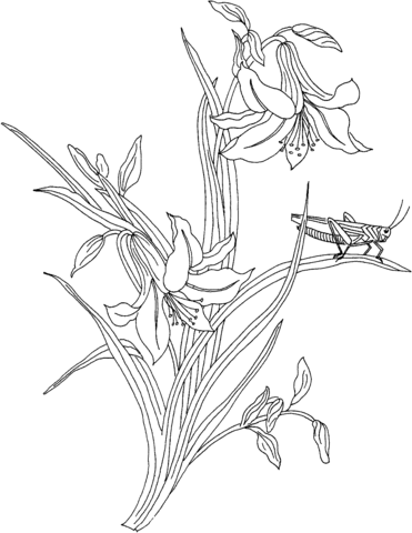 Grasshopper On The Plant Coloring Page